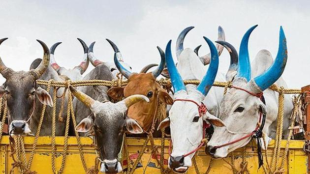 No Permit Required for Transportation of Cow, Its Progeny Within Uttar Pradesh: Allahabad High Court | NewsClick No Permit Required for Transportation of Cow, Its Progeny Within Uttar Pradesh: Allahabad High Court | NewsClick