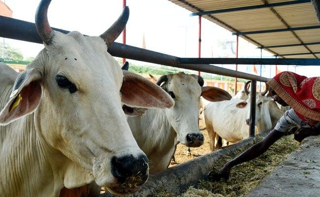 Lumpy Disease Ravages Cattle in Gujarat, Rajasthan