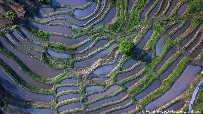 Terraced agriculture is making a comback in Japan and Italy