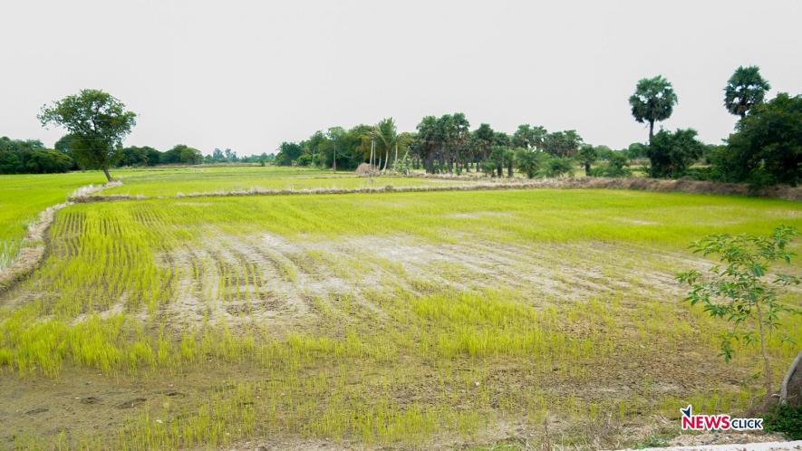 Fertile farmland around Parandur