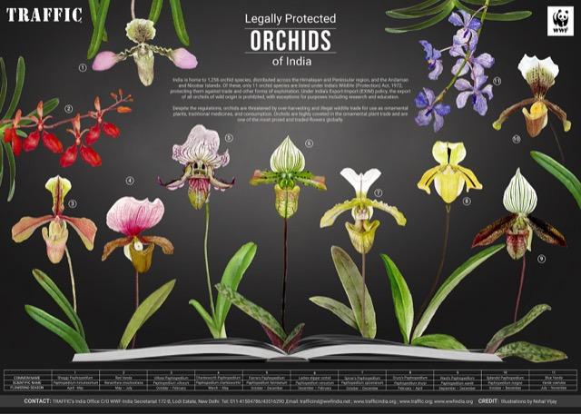 Illegal Trade Threatens India’s Protected Orchid Species
