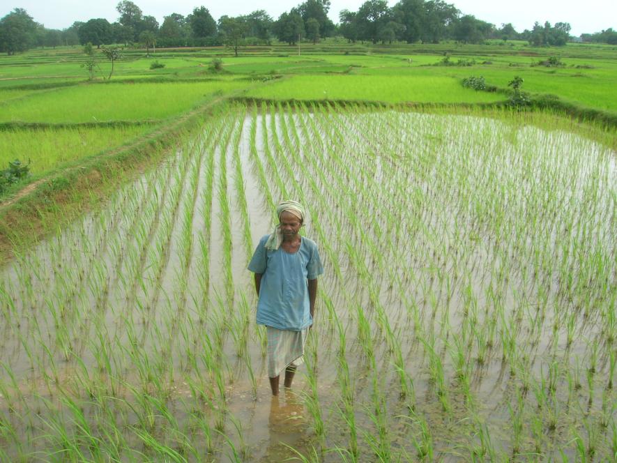 WB: Saline Variety of Paddy Successful in the Sundarbans