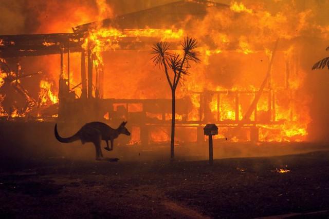 A kangaroo rushes past a burning house in Lake Conjola, Australia