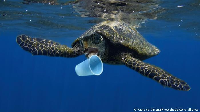 Marine life is also endangered by plastic waste