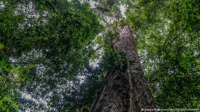 The Amazon's trees are essential to absorb carbon dioxide and regulate the region's water cycle