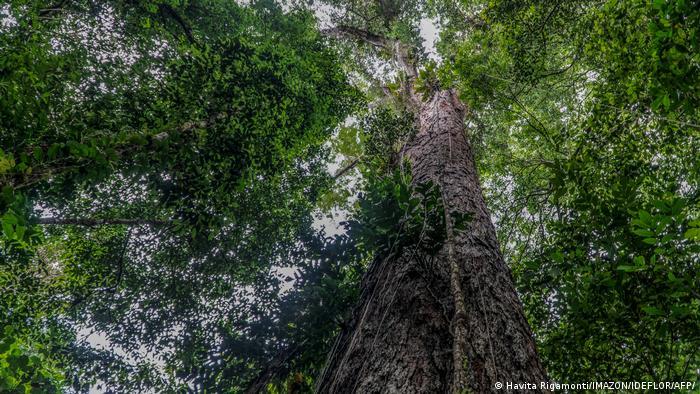 The Amazon's trees are essential to absorb carbon dioxide and regulate the region's water cycle