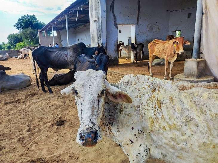 Was Lumpy Skin Disease in Cattle Preventable?