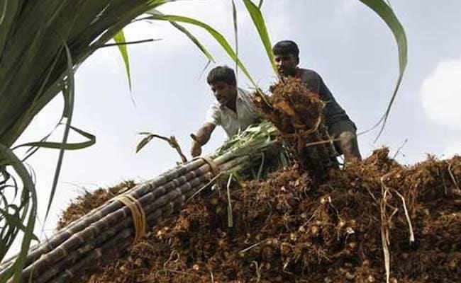 Sugarcane Farmers Demand Nitish Kumar’s Intervention to Reopen Riga Sugar Mill