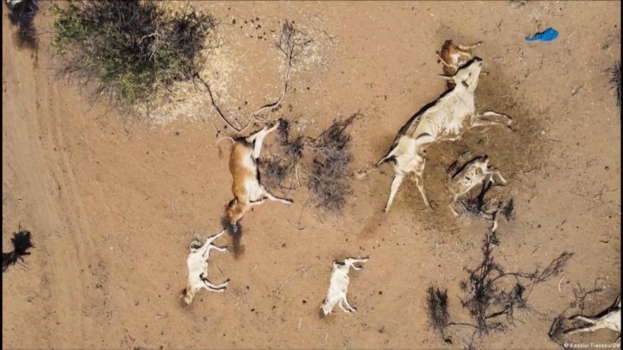 Dead livestock are just one outcome of the devastating drought in Kenya