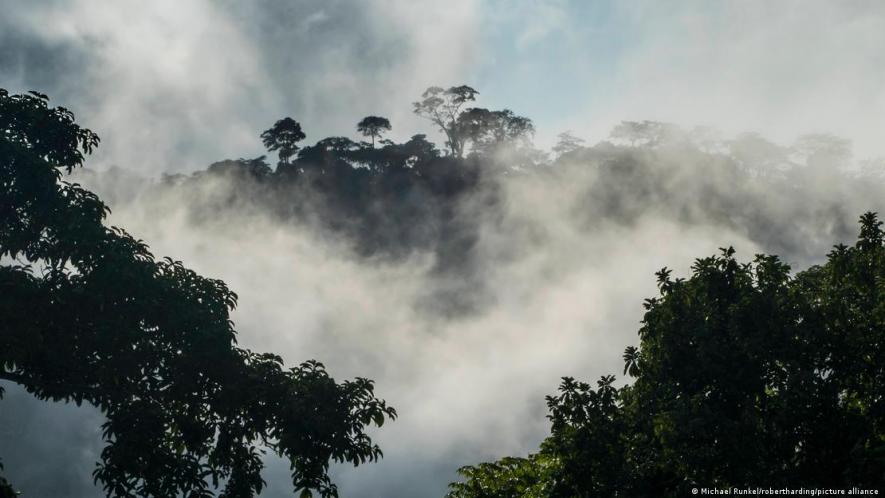 Cameroon's vast rainforests are of global importance for the climate