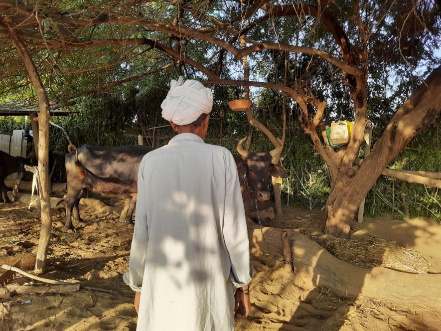 elderly farmer who earlier sowed in all three seasons; now grows only groundnut and mustard