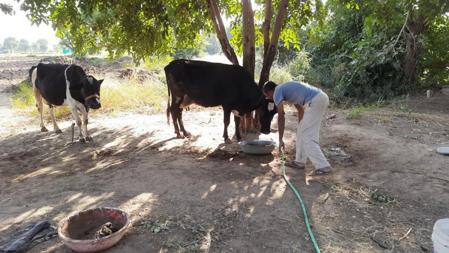 Valji working on his ancestral land feeding water to his livestock