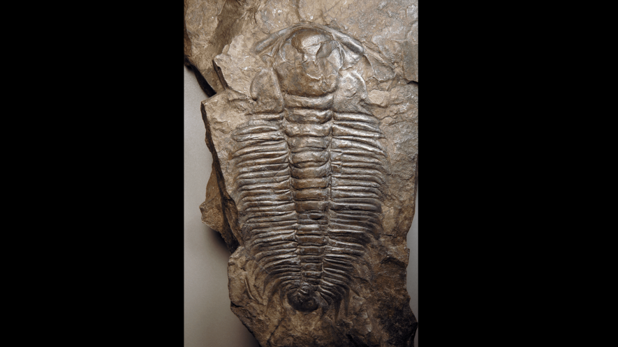 A Cambrian Fossil. Image is for representation only, source Wikimedia commons.