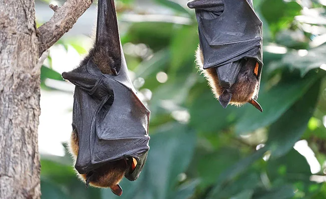 How are Bat Viruses Increasingly Infecting People? Research Sheds New Light