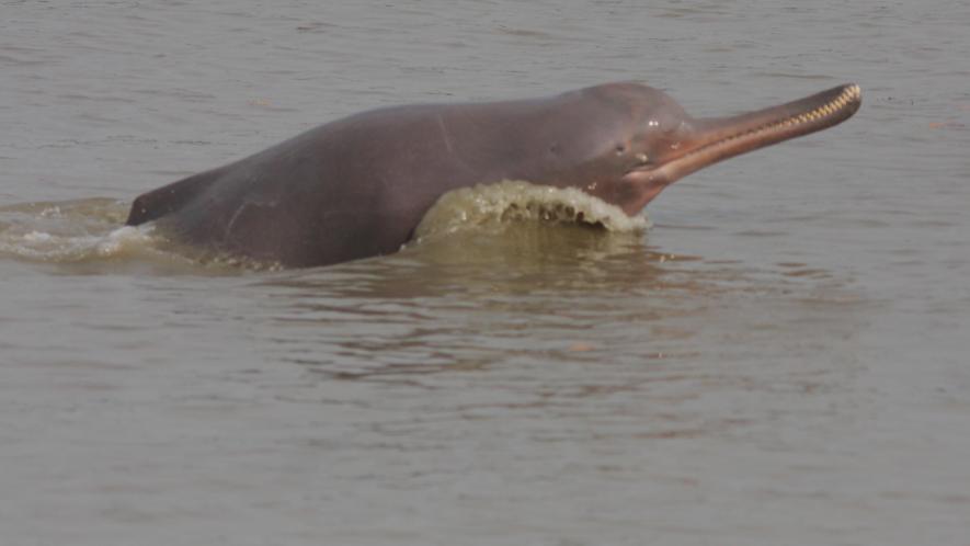 Endangered Gangetic River Dolphins’ Population Increases in India’s Only Dolphin Sanctuary