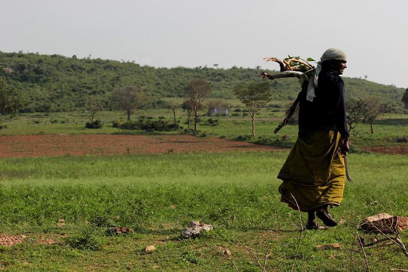 Many tribal communities such as the Kurumbas, Sholigas and Irulas, large population of scheduled caste, and other communities reside in or around protected areas (PAs) in the forest dependent SES.