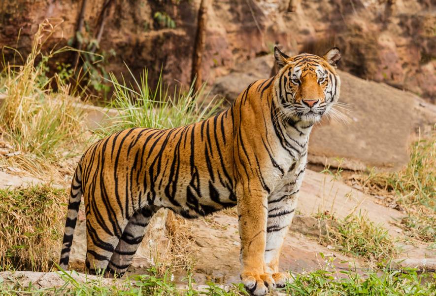 Our Generation is the Last to See Tigers in the Wild: Aditya ‘Dicky’ Singh