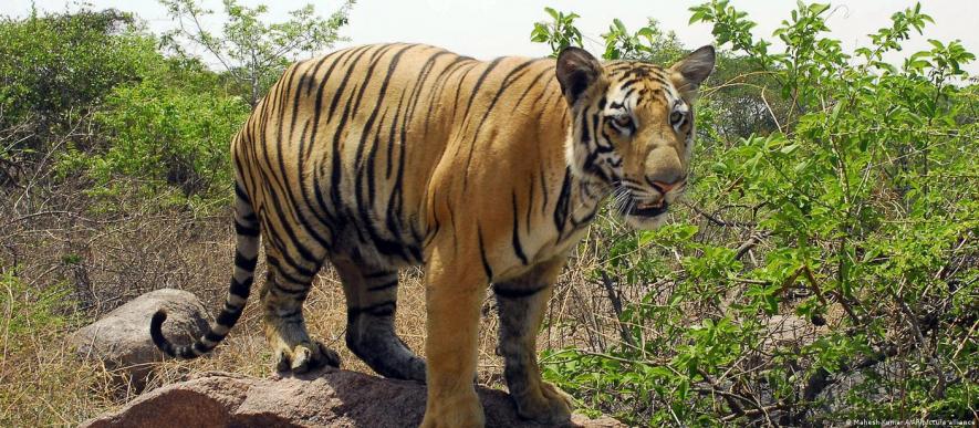 India becoming global tiger poaching hotspot