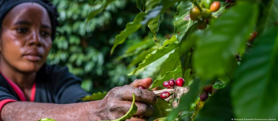 Zambia: Female farmers adapt to climate change