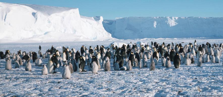Emperor penguins, reindeer among threatened species