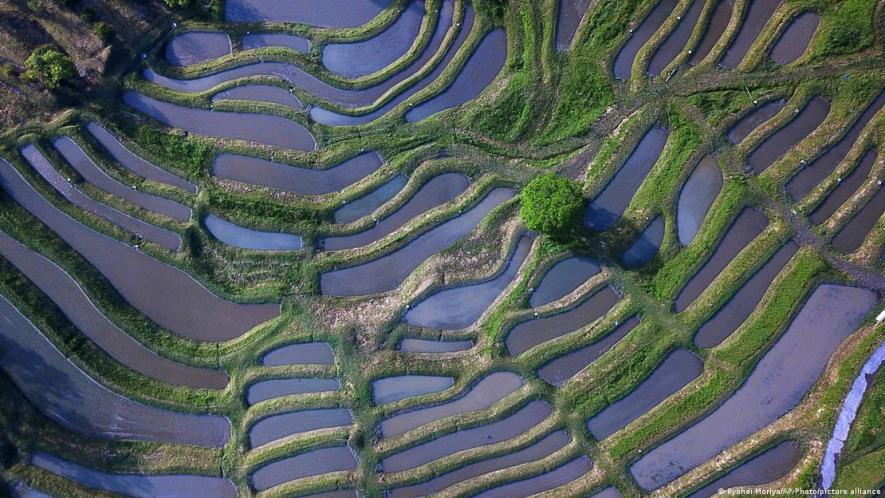 Terraced agriculture is making a comback in Japan and Italy