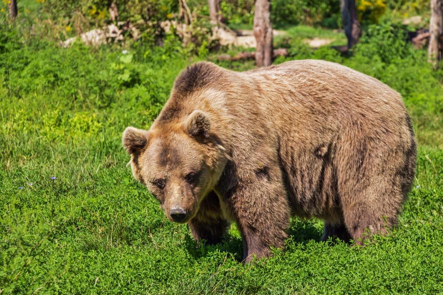Himalayan Bears in Kashmir Having too Much of Plastic, Chocolates and Biryani: Study