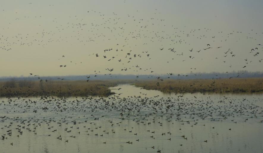 An estimated 1 lakh migratory birds have already arrived at the Hokersar wetland, outside Srinagar, this year so far. Picture credit: Khalid Khan.