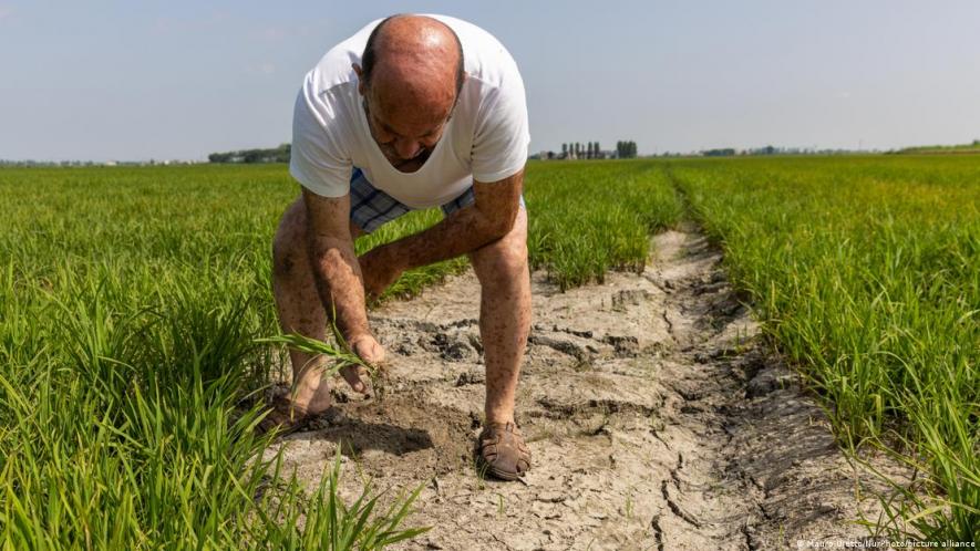 Italian rice producers are already dealing with the the lack of water
