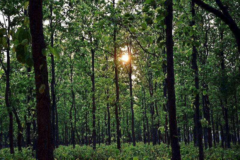 Over 3 Lakh Hectares of Forest Land Diverted Under Forest Conservation Act  in 15 Years: Govt | NewsClick