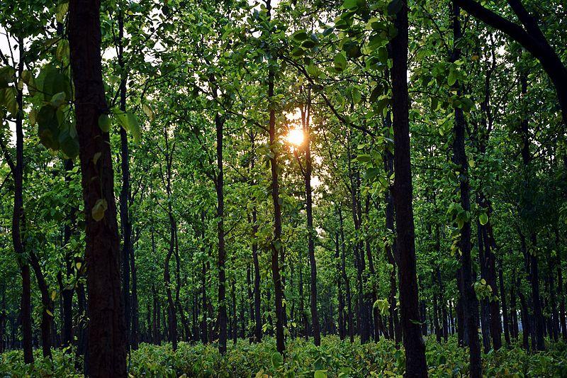 Over 3 Lakh Hectares of Forest Land Diverted Under Forest Conservation Act in 15 Years: Govt | NewsClick