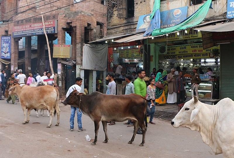 Farmers in Bijnor Protest After FIR Against 15 Villagers Over Stray Cattle
