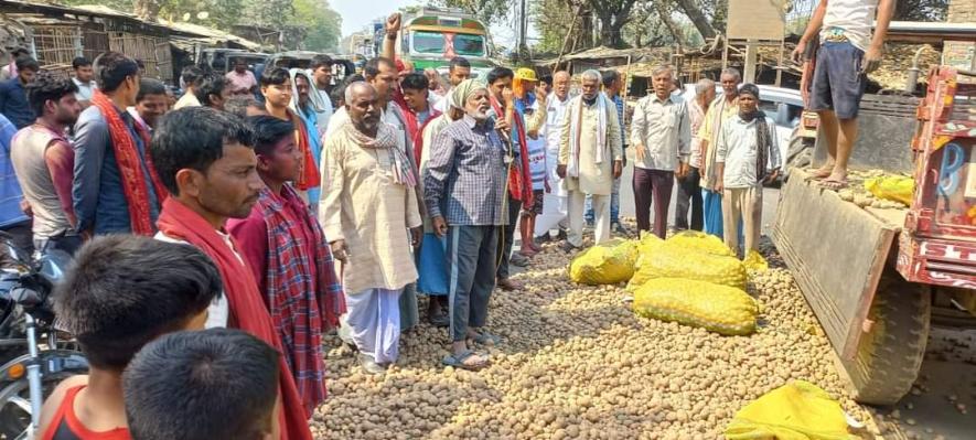Photo  Farmers  road blockade in BUrdwan district  by felling potato in the state highway  at Burdwan east district 