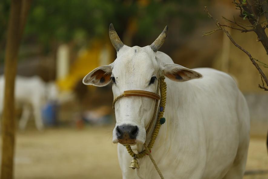 Cow Urine Contains 14 Types on Harmful Bacteria, Unfit for Humans: Study