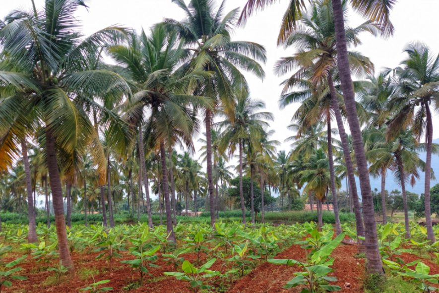 coconut growers