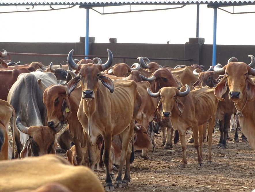 UP: Farmers who Abandon Cattle to be Booked Under Prevention of Cruelty to Animals Act, Says Minister