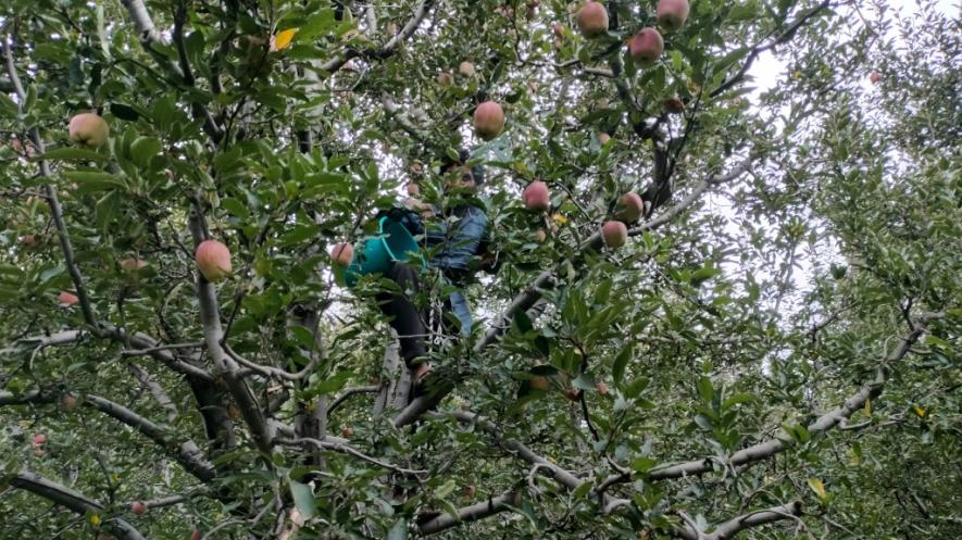 Apple growers