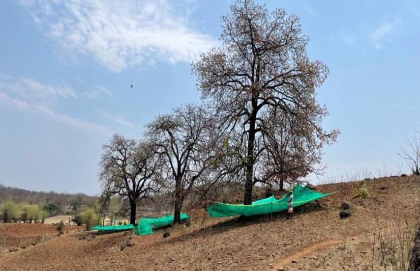 The nets make the gathering of fallen mahua flowers easier and quicker and minimise the chance of contamination (Photo - Nandkishor Pawar, 101Reporters)