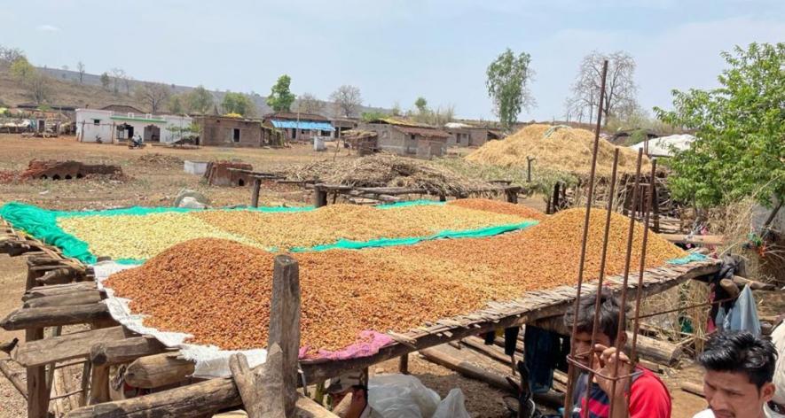 The state forest department claims that products from the forests of Madhya Pradesh are fully organic by default and no chemicals are used during any stage of flower processing (Photos - Nandkishor Pawar