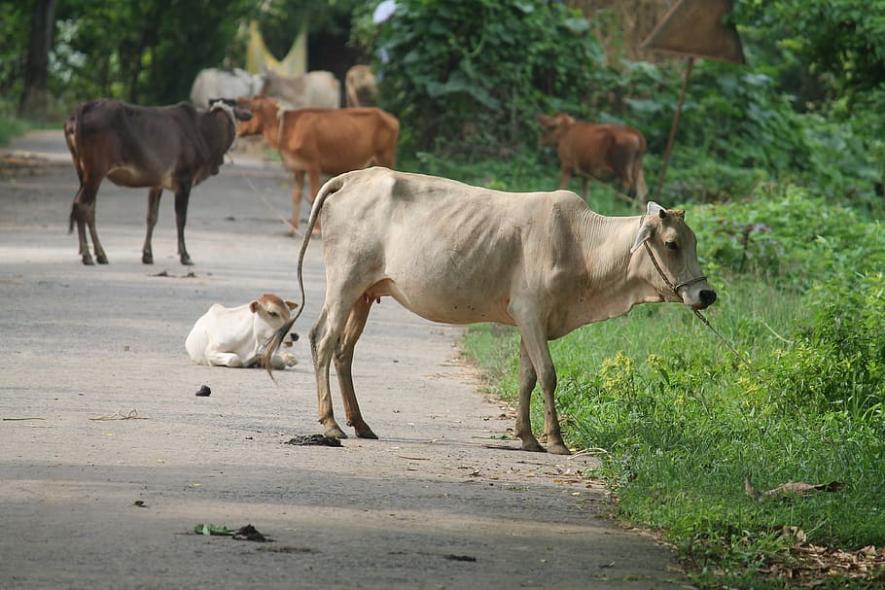 Karnataka: Farmers Transporting Cows Harassed by Bajrang Dal
