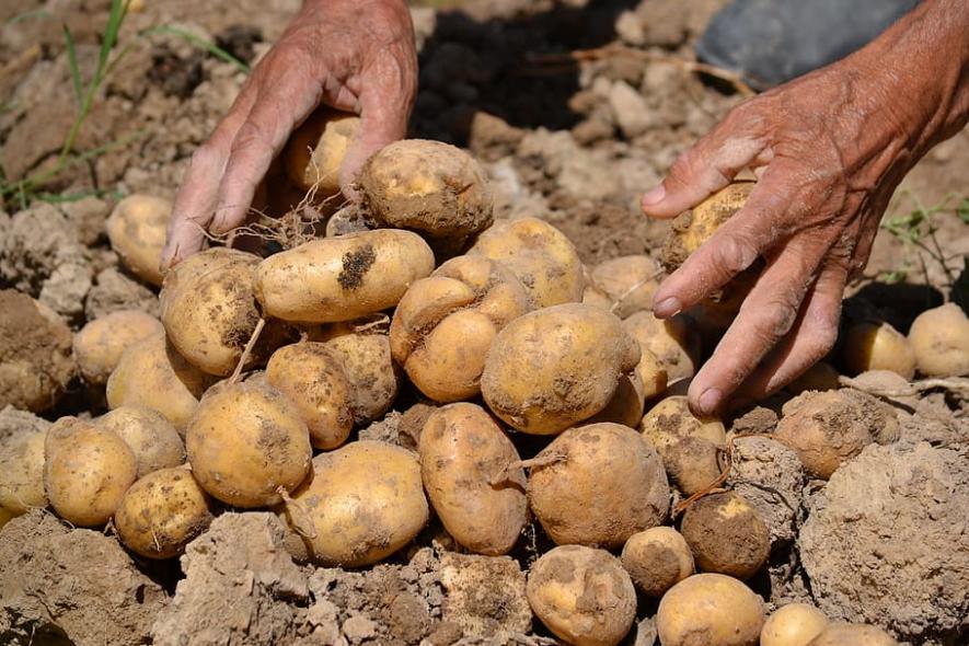 UP Potato Farmers Protest ‘Arbitrary’ Cold Storage Rates