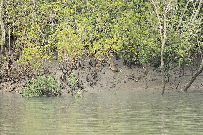 World Environment Day: Sundarbans Faces Biodiversity Challenge, say Experts