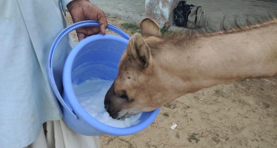 A camel being fed (Photo - Dr. Mudita Popli, 101Reporters)