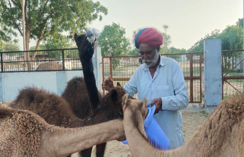 A camel keeper feeding the camels (Photo - Dr Mudita Popli, 101Reporters).