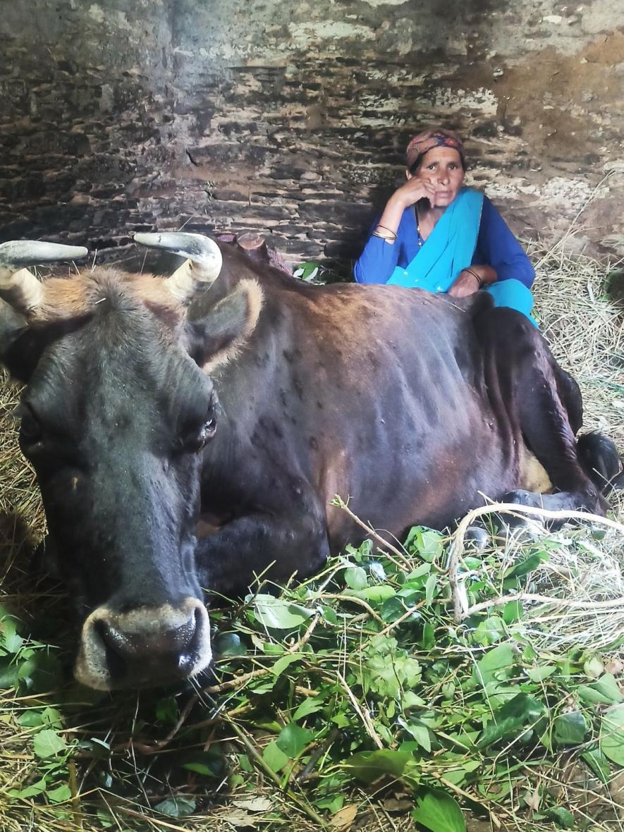 Kaushaliya Devi's cow affected by LSD could not stand up for 24 days (Photo - Swati Thapa, 101Reporters).