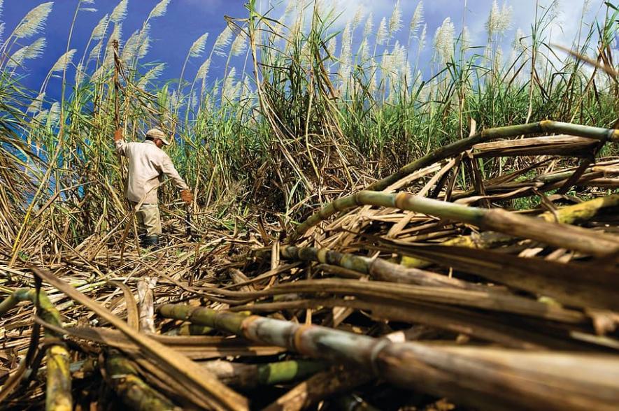 Cane Farmers’ Body Calls for Nationwide Protests on July 20 for Higher Prices, Share in Profits