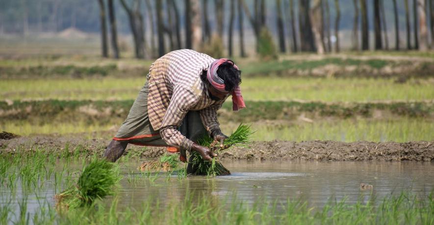 Bihar: Paddy Farmers Face Climate Change Brunt, Transplantation Takes a Major hit