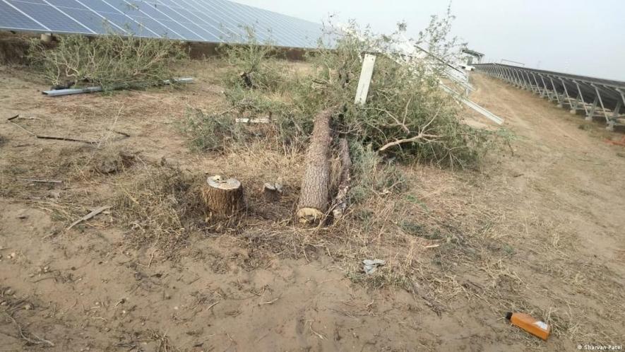This khejri tree was cut down to make way for solar panels in Rajasthan's Jodhpur district