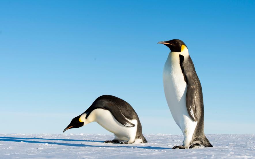 Breeding Failure of Emperor Penguins Illustrates Visible Impact of Climate  Change in Antarctica