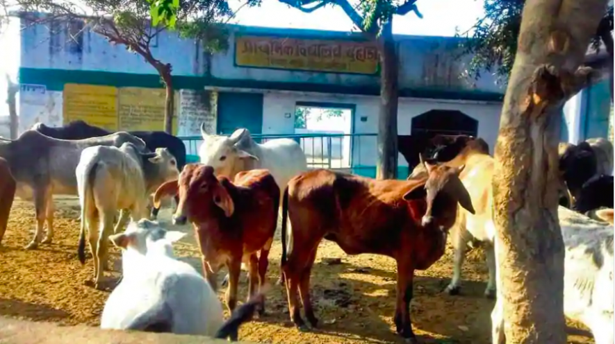 Lakhimpur Kheri Farmers Lock Stray Cattle Inside School