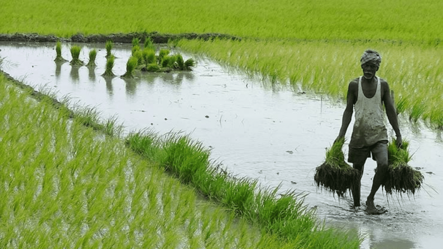 Natural Farming Profitable, can Feed Country: Study